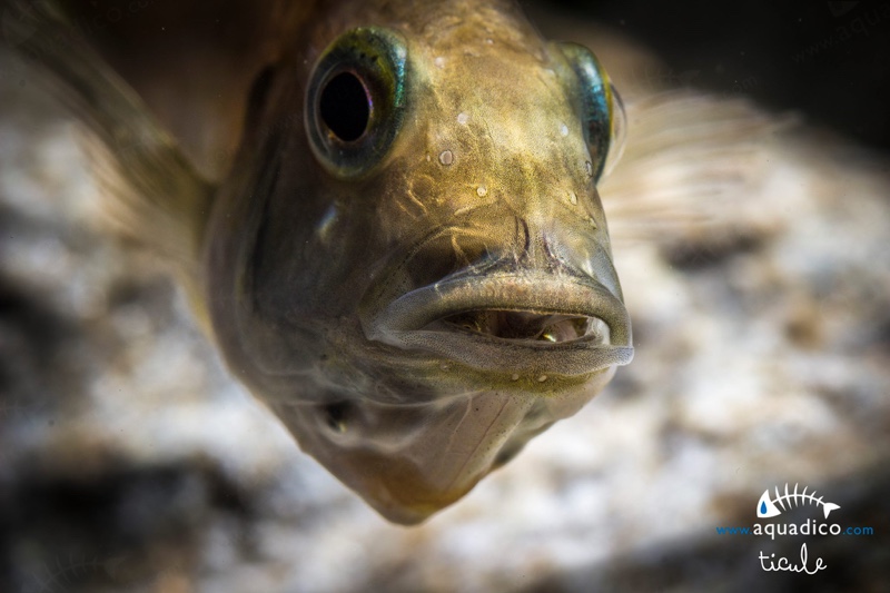 Astatotilapia burtoni
